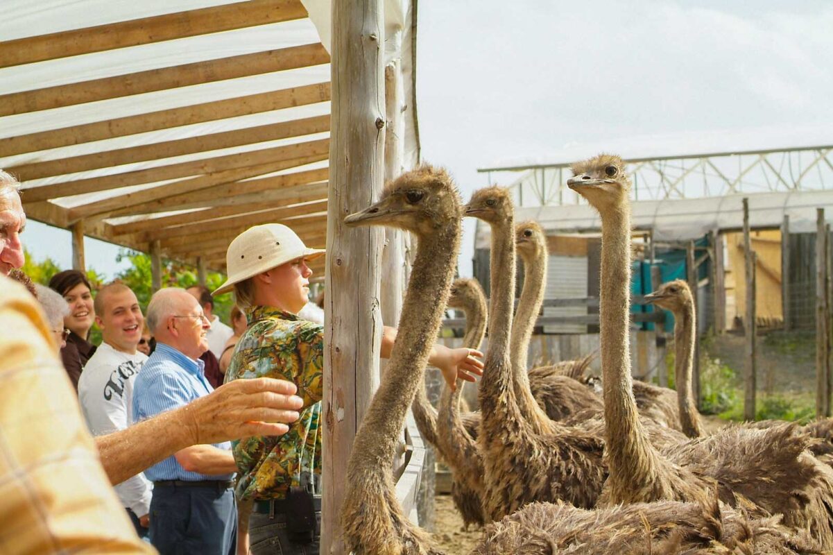 Groupe de visiteurs observant des autruches avec un guide